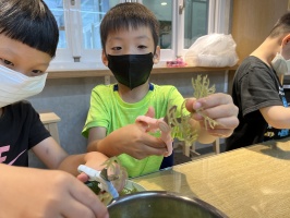 113.06.06一忠食農課-涼拌珊瑚菜:IMG_9668