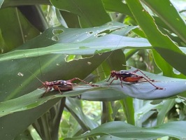 113.09.26四忠宜蘭頭城農場:IMG_3487